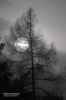 03k fotoart foto fotografie kunst composing bildbearbeitung blumen landschaft tiere portrait stil weithaler norbert